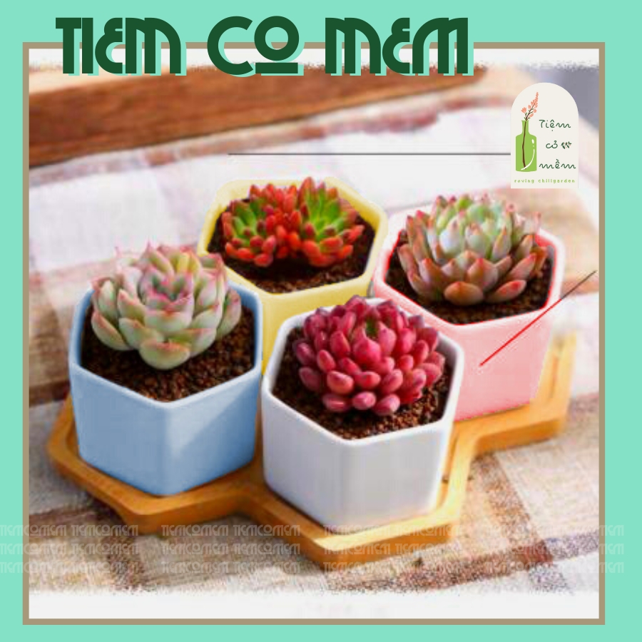 Chậu trồng cây lục giác màu pastel, chậu trồng sen đá, xương rồng, triemcomem, tiệm cỏ mềm, chậu sứ bát tràng