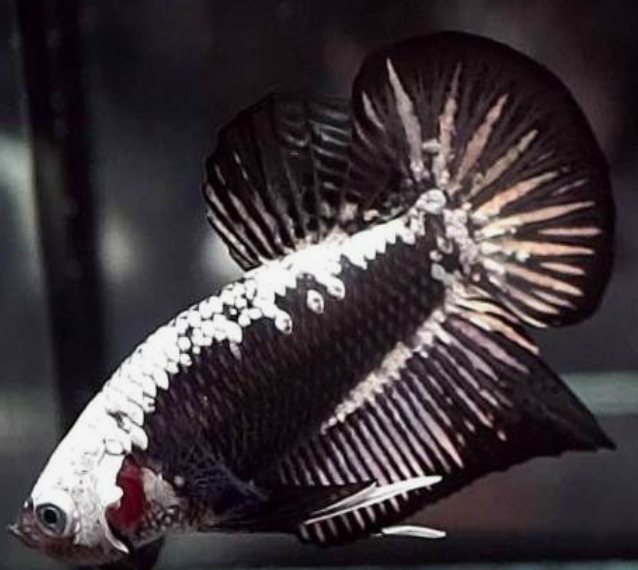 Betta ksamurai đen mái