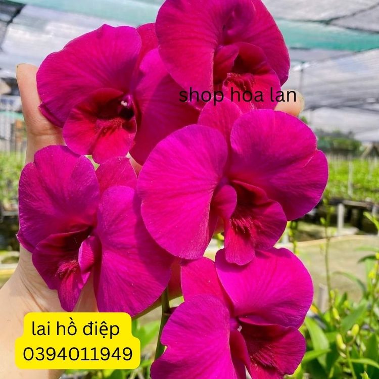 Dendro tím lai hồ điệp bông quá to đẹp chậu trưởng thành sắp trổ bông