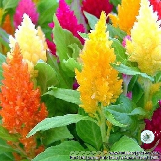 Hạt giống hoa mào gà lửa