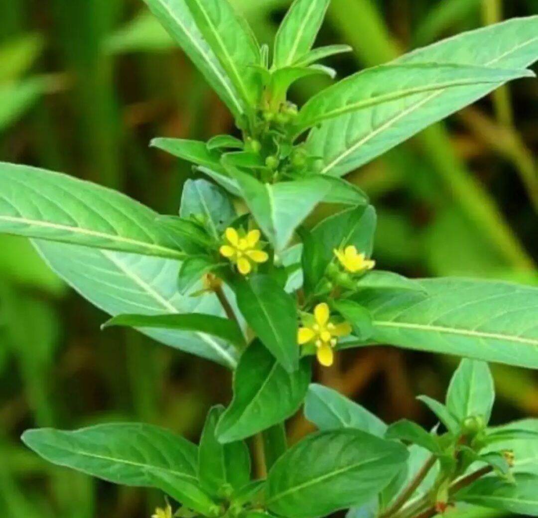 [Chỉ giao miền Nam 1-2 ngày tới] 1 kg thân lá cây Rau Mương tươi, đóng gói hút ẩm, đảm bảo tươi nguyên