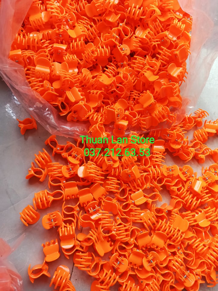 Set 20c kẹp bướm cố định lan size đại