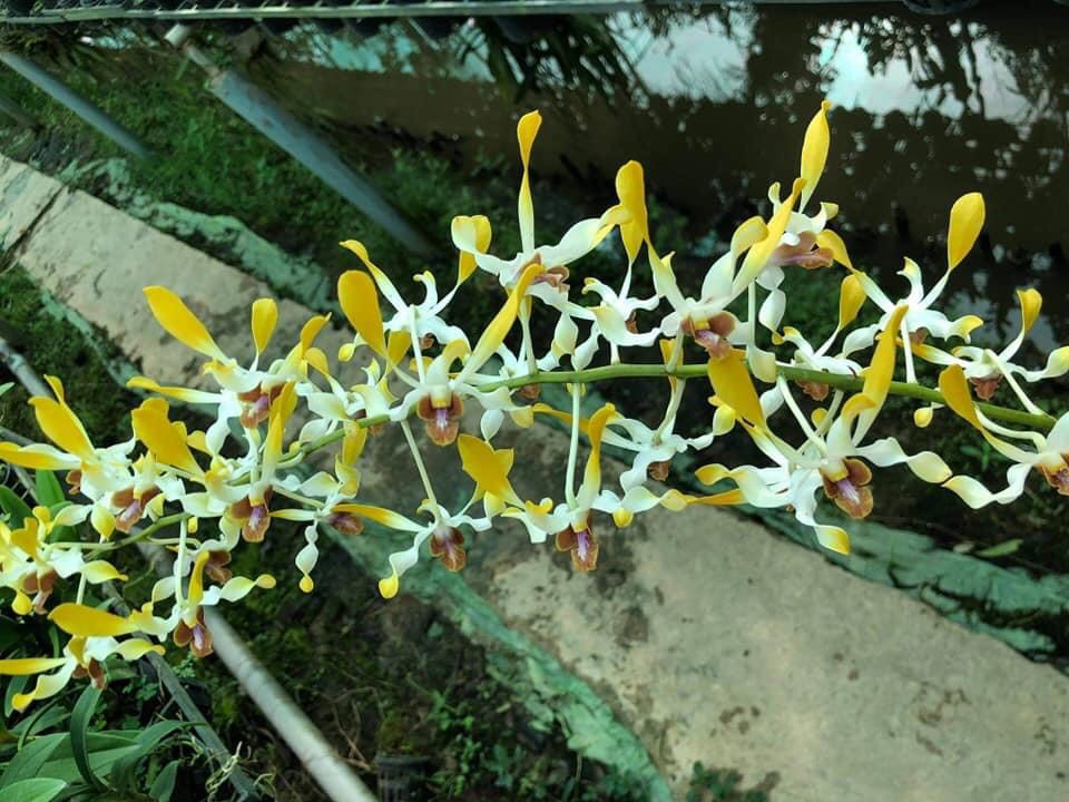 Denro nắng xưa tre vàng lưỡi đỏ thơm