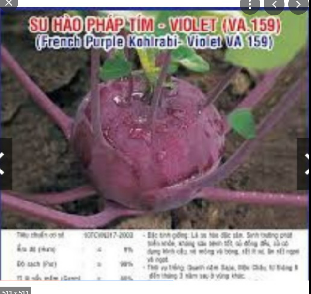 Hạt giống su hào tím gói 2 gram
