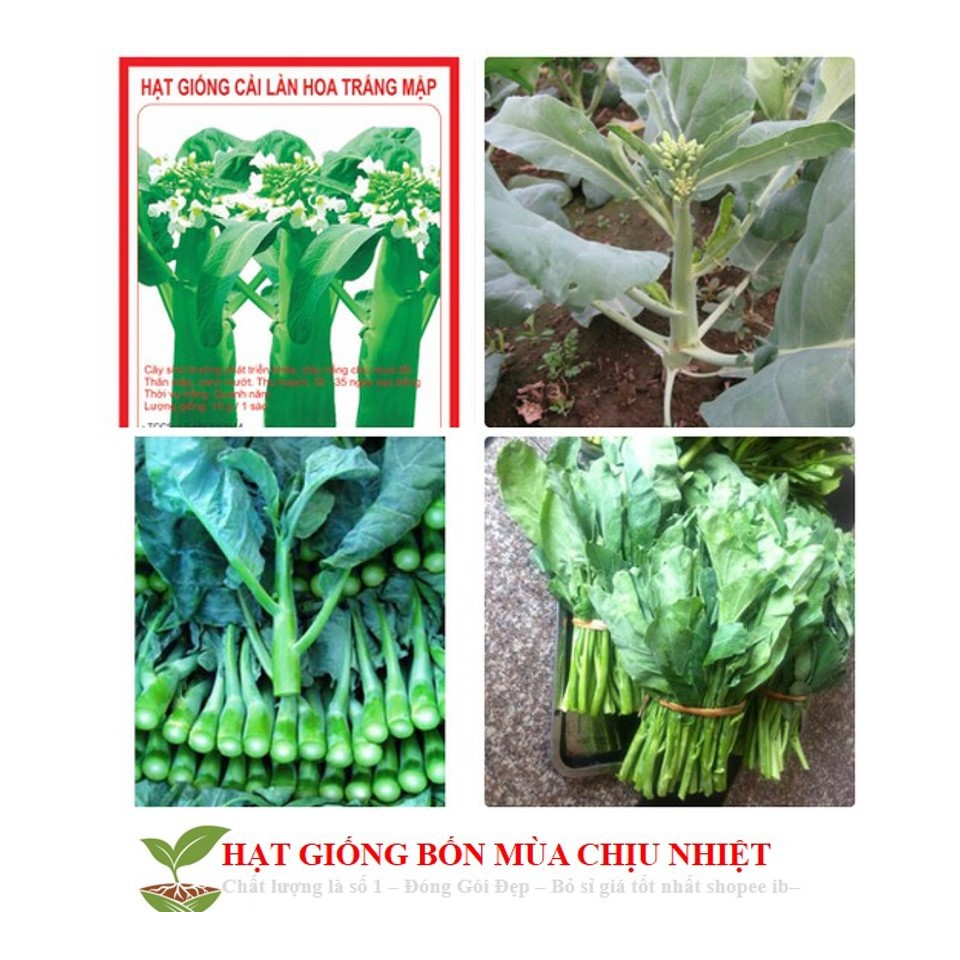 96a hạt giống cải ngồng mập 300 hạt tách gói trồng thùng xốp