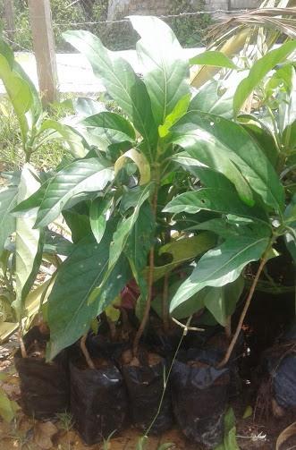 Combo 2 cây nhàu giống chiều cao khoảng 40cm