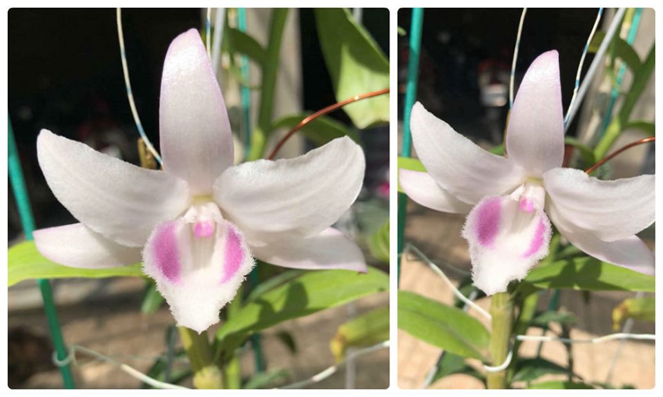 Phi Điệp Hồng Cái bang cây 52 tự thụ