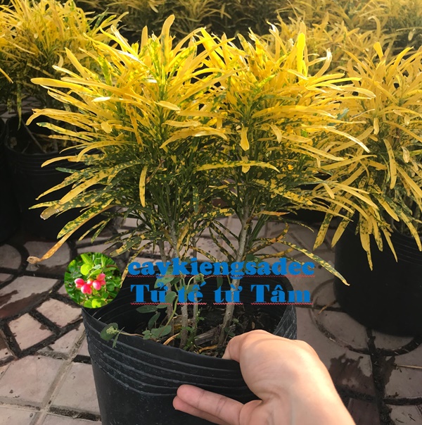 caykiengsadec - Cây vàng bạc (cây lá màu)+tặng phân bón cho cây mau lớn - hoa kiểng lá - trang trí nội thất cảnh quan sân vườn ngoài trời