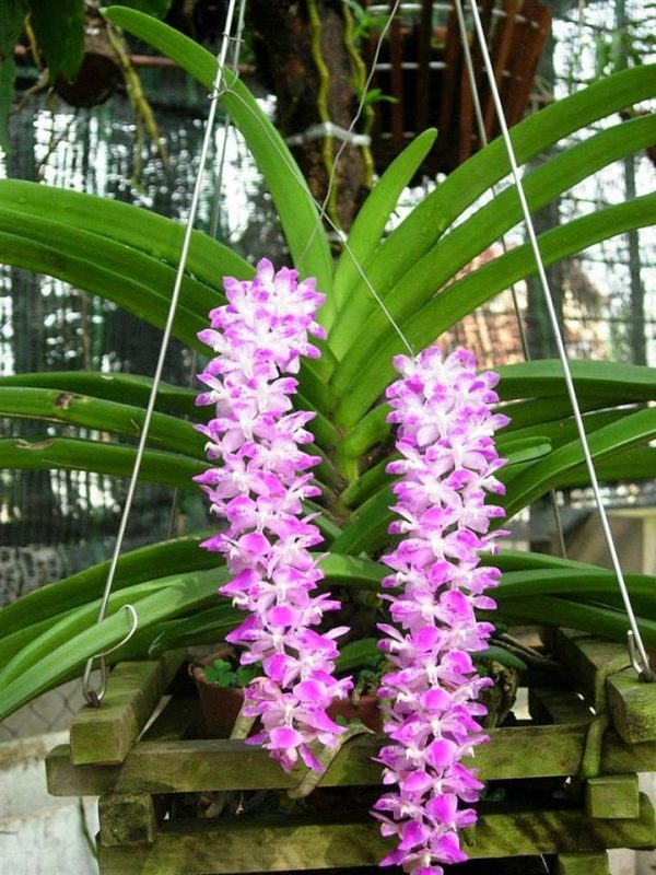 lan combo 2 lan đuôi sóc 2  đuôi chồn 55k