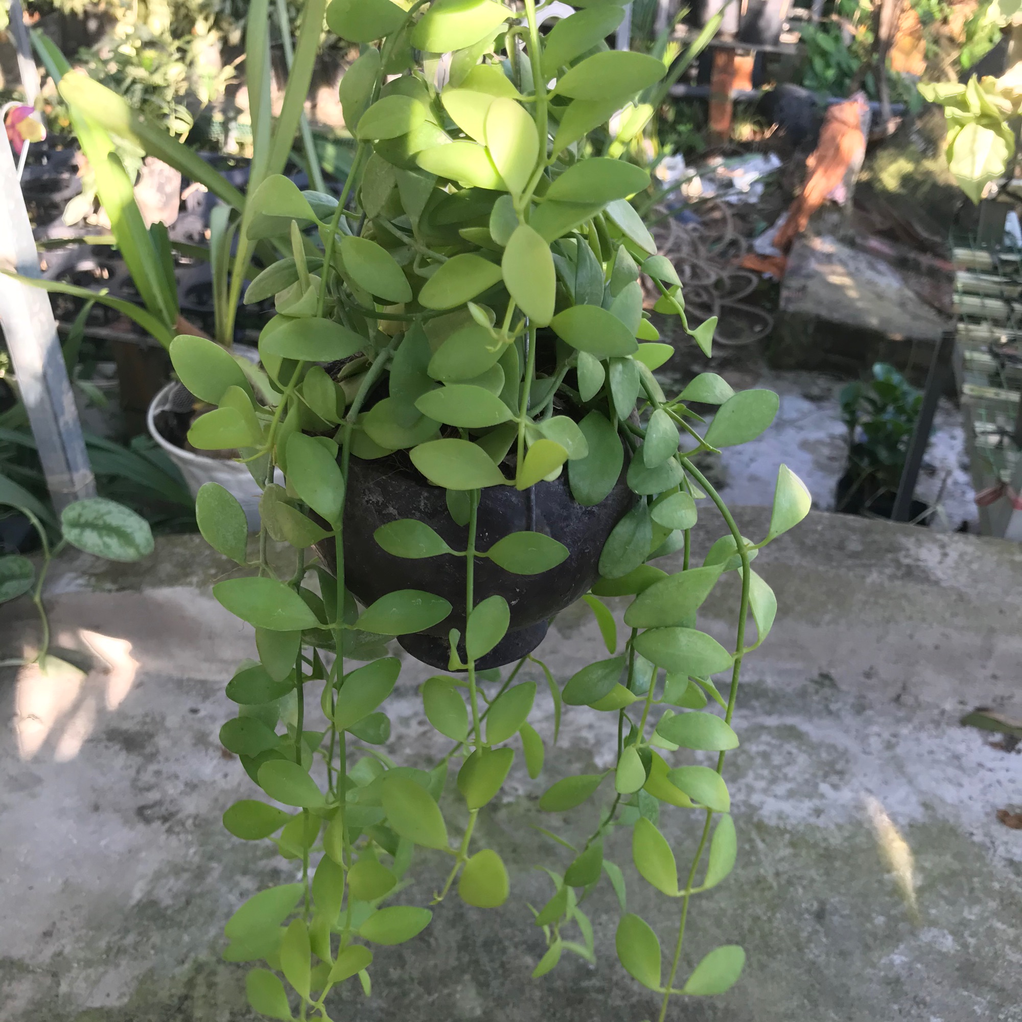 Cây hạt dưa chậu dừa treo + tặng phân bón cho cây mau lớn