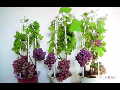 [HCM]Gói 10 Hạt giống Nho pháp (KHUYẾN MÃI GÓI PHÂN 10G )