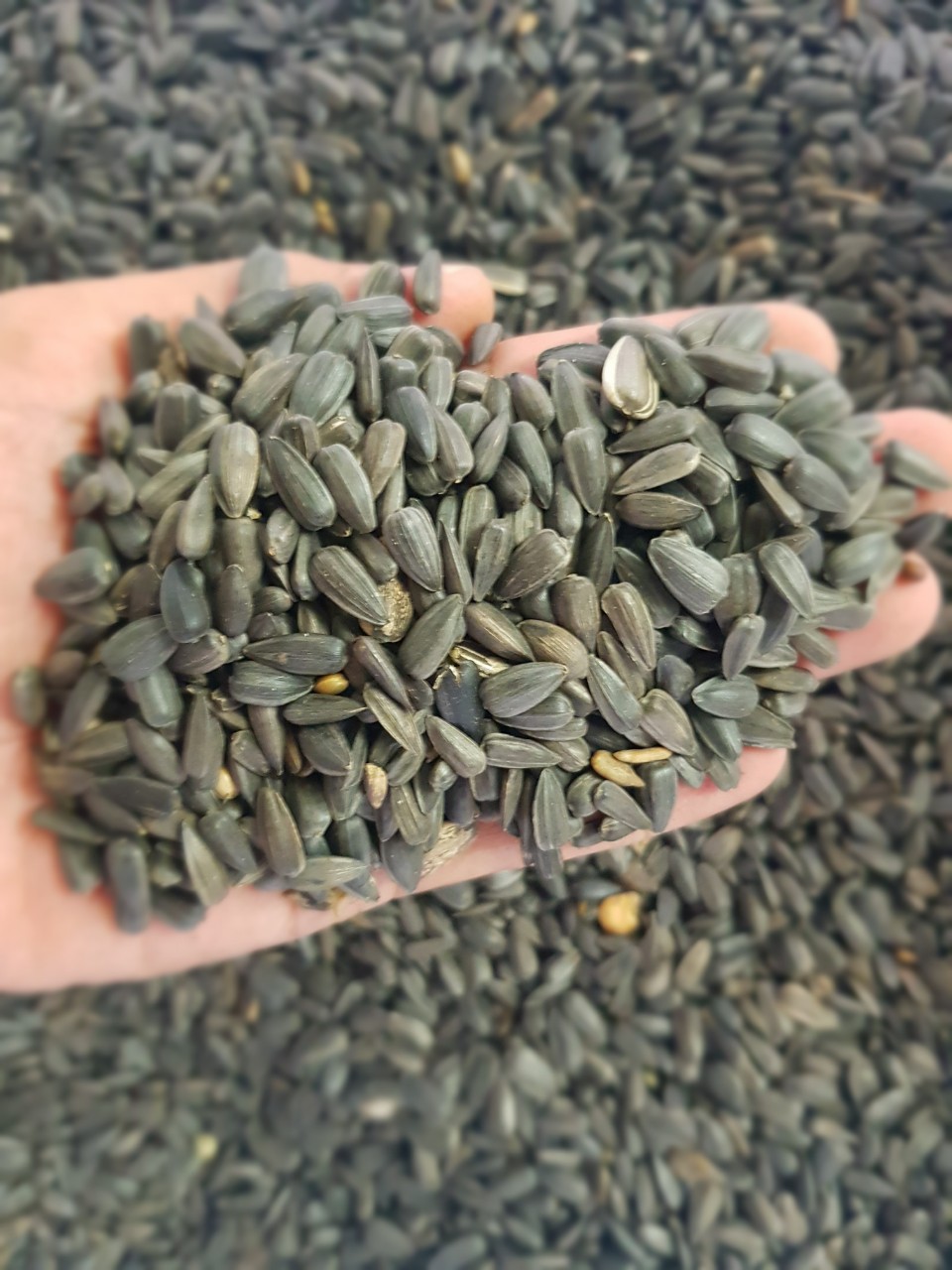 Hạt Hướng Dương nhỏ cho vẹt, sóc, hamster gói 500g - 1kg