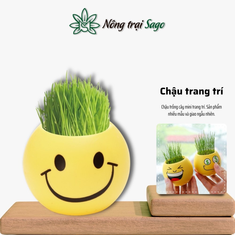 Chậu Trồng Cây Mini trang trí bàn làm việc Có sẵn đất trồng và hạt giống, tập cho bé trồng cây - Nông trại Sago