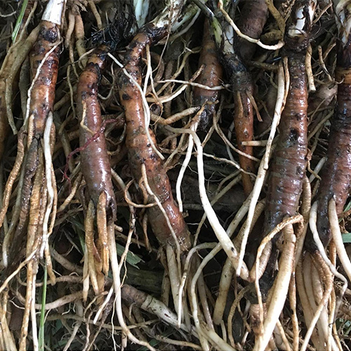 sâm cau đen tươi 1kg