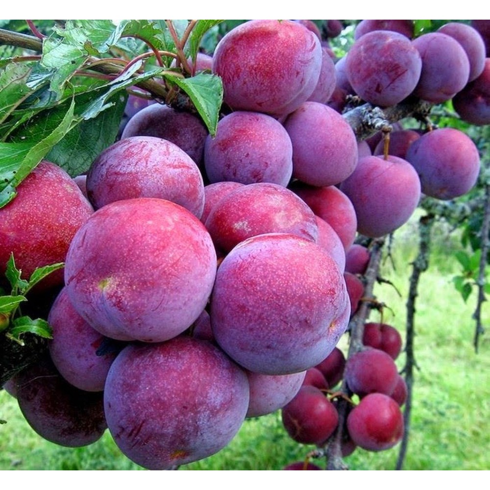Cây giống Mận Tam Hoa