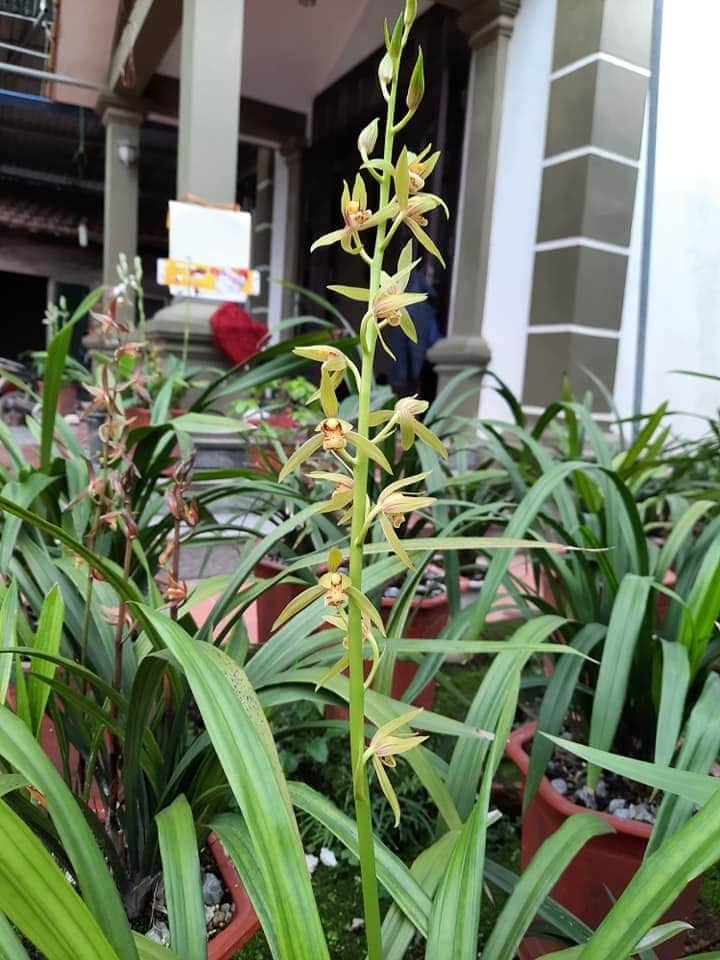 Chậu ĐỊA LAN HOÀNG ĐIỂM CỔ -  ĐỊA LAN TRUNG QUỐC - CHẬU TO mặt hoa cực đẹp, cực hiếm - CÂY Y HÌNH