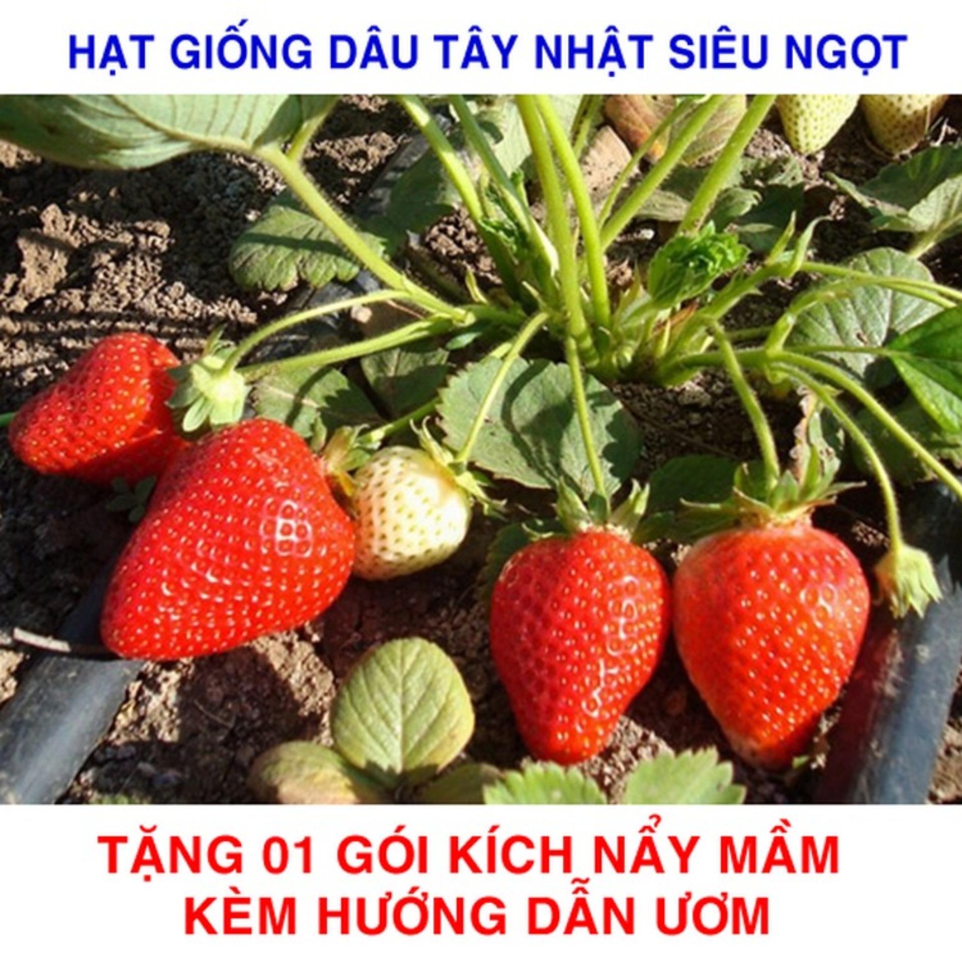 100 Hạt giống Dâu tây Nhật Quả to, Siêu ngọt (tặng kích nẩy mầm và hướng dẫn ươm)