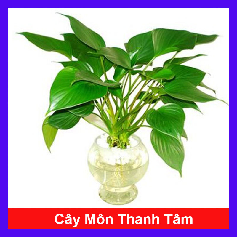 Cây Môn Thanh Tâm - Cây cảnh mini
