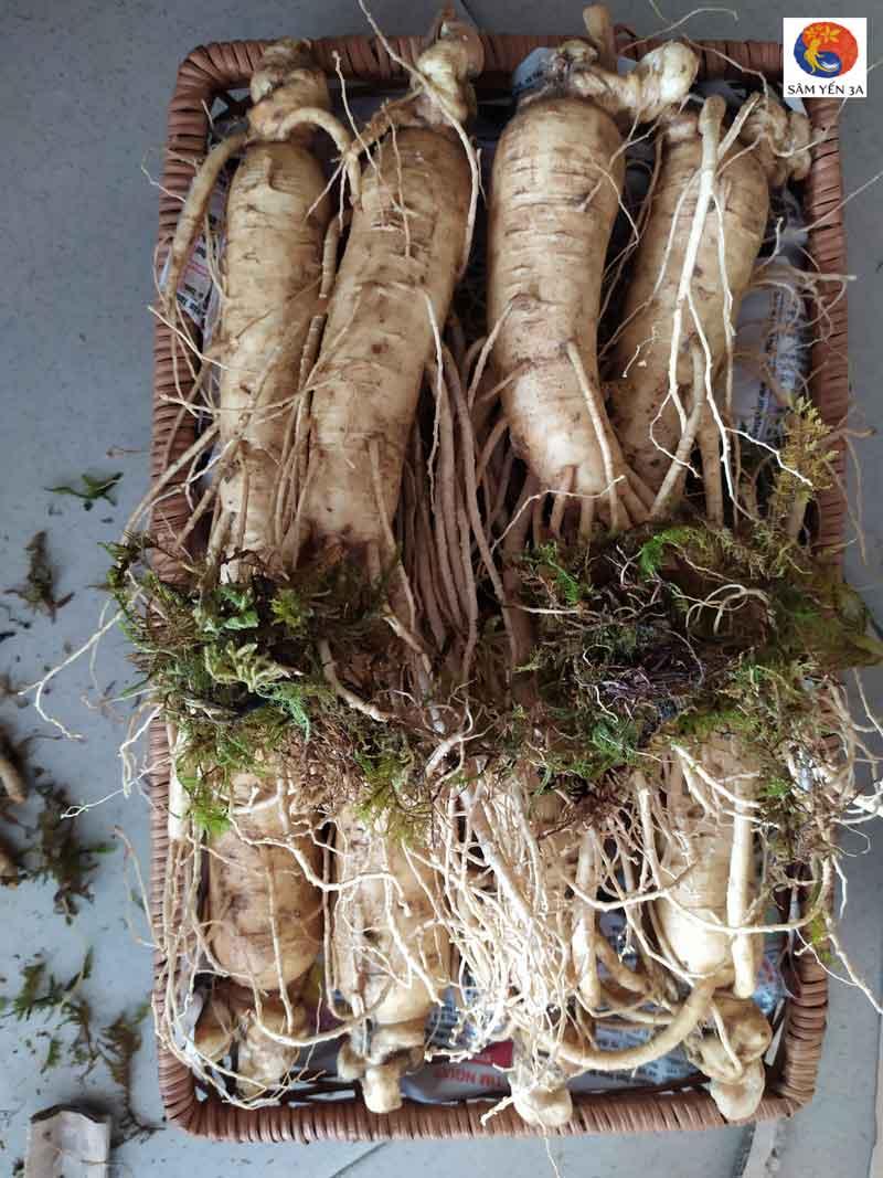 1Kg 8 Củ Sâm Tươi Hàn Quốc Nhân Sâm Hàn Quốc có tác dụng chống mệt mỏi tăng cường bồi bổ sức khỏe minh mẫn sảng khoái sâm hàn quốc nhân sâm tươi hàn quốc sâm tươi hầm gà sâm tươi ngâm mật ong Sâm Yến 3A