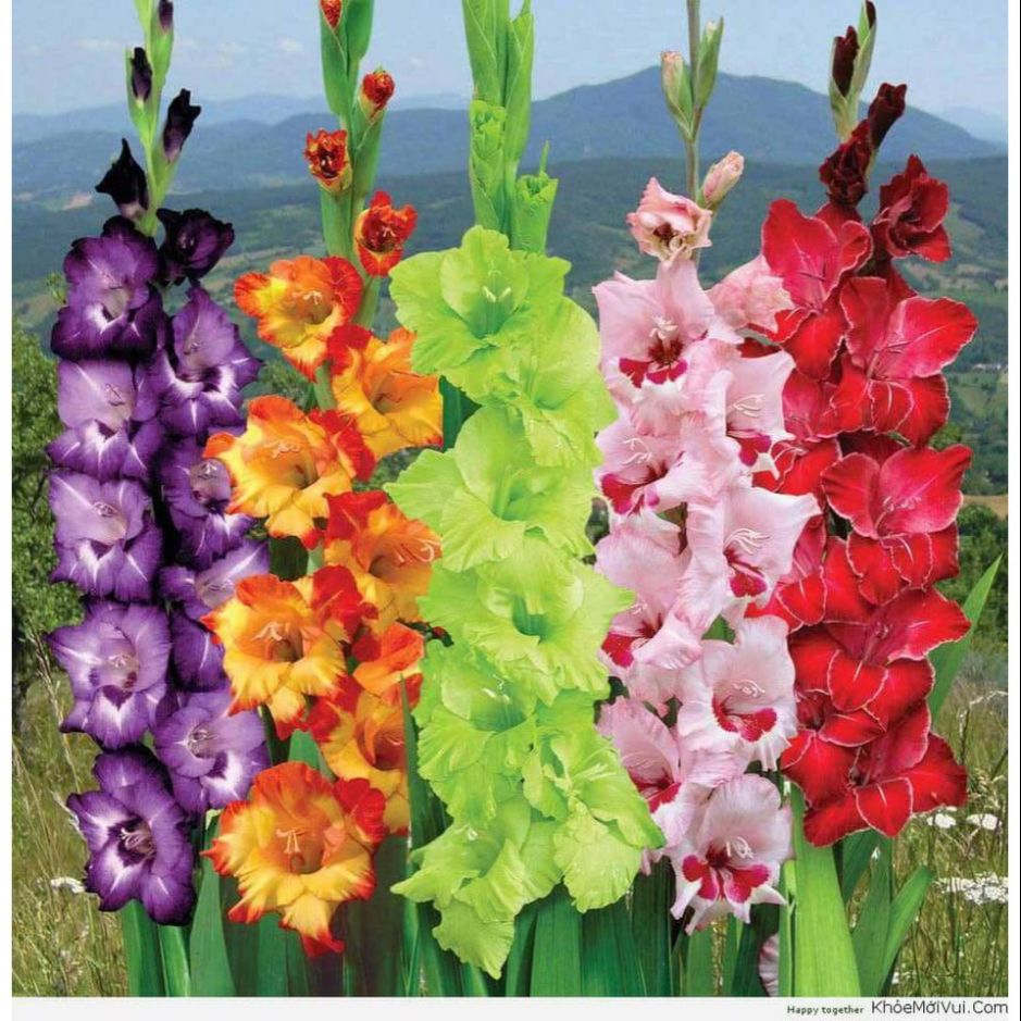 Củ hoa lay ơn nhiều màu 10 củ