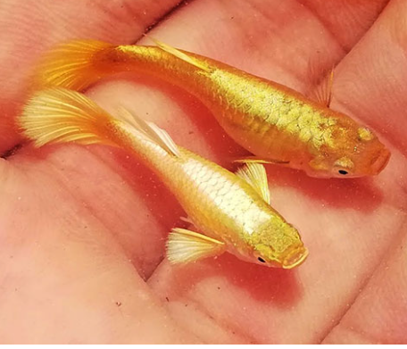 Cá 7 màu full gold gen  1 cặp trống+ mái leo vảy cao, màu sắc đẹp, hoàn