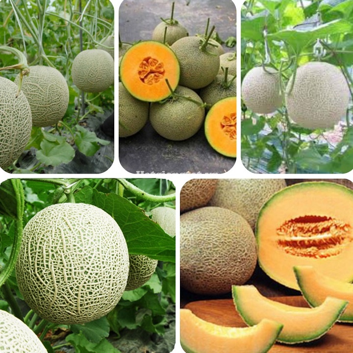 Hạt giống Dưa Lưới F1 - 1gr