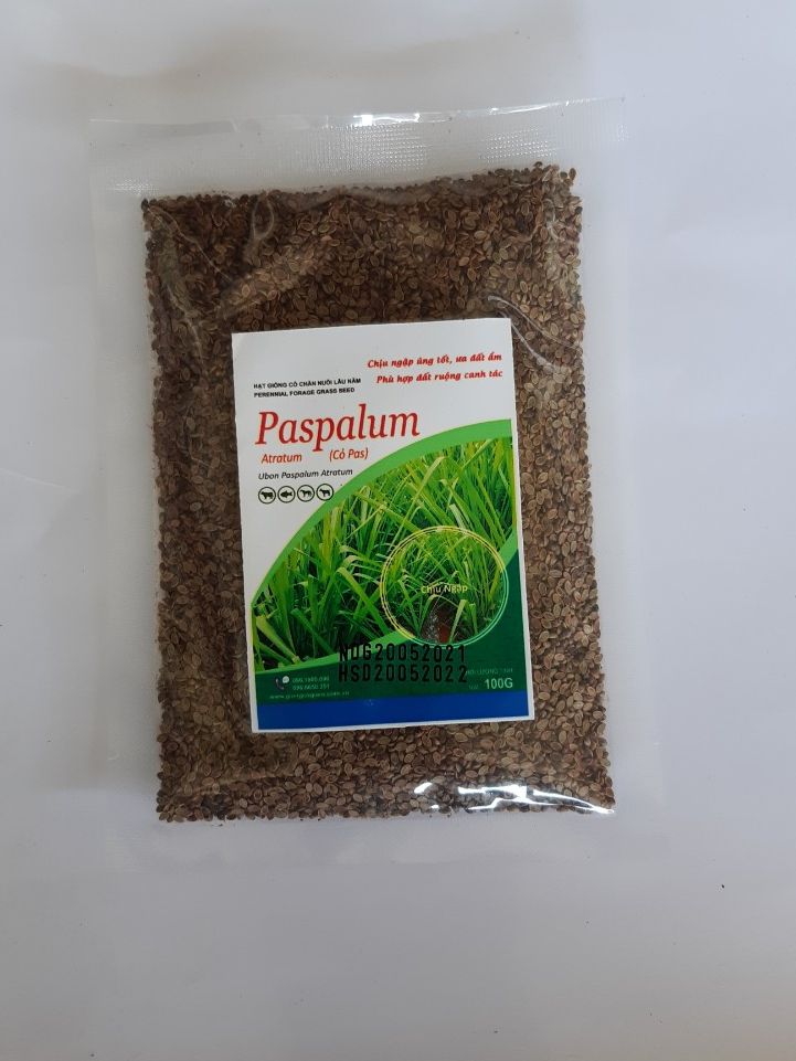 ,giống cỏ paspalum, cỏ chịu ngập úng, giống cỏ cho trâu bò, hạt giống cỏ chăn nuôi