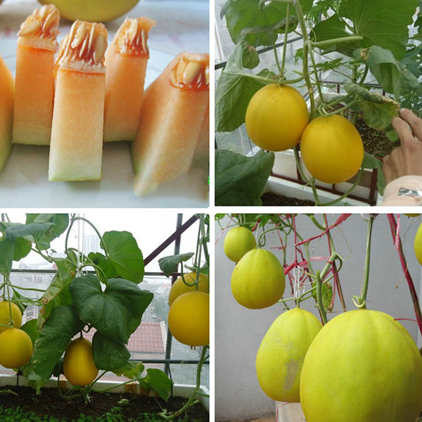Hạt giống dưa lê kim cô nương siêu ngọt - giàu dinh dưỡng - dễ trồng, quả mọng