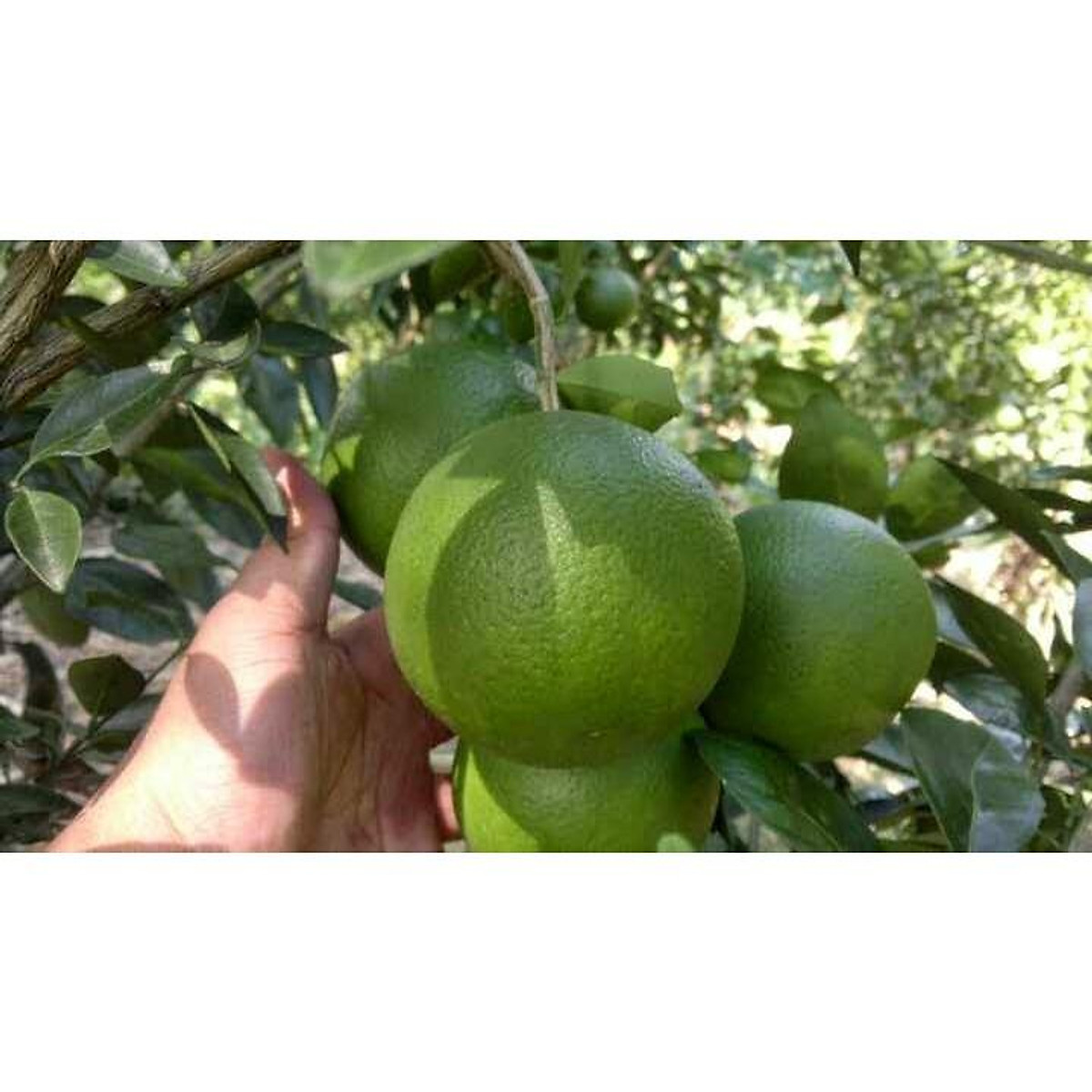 Cây giống cam mật