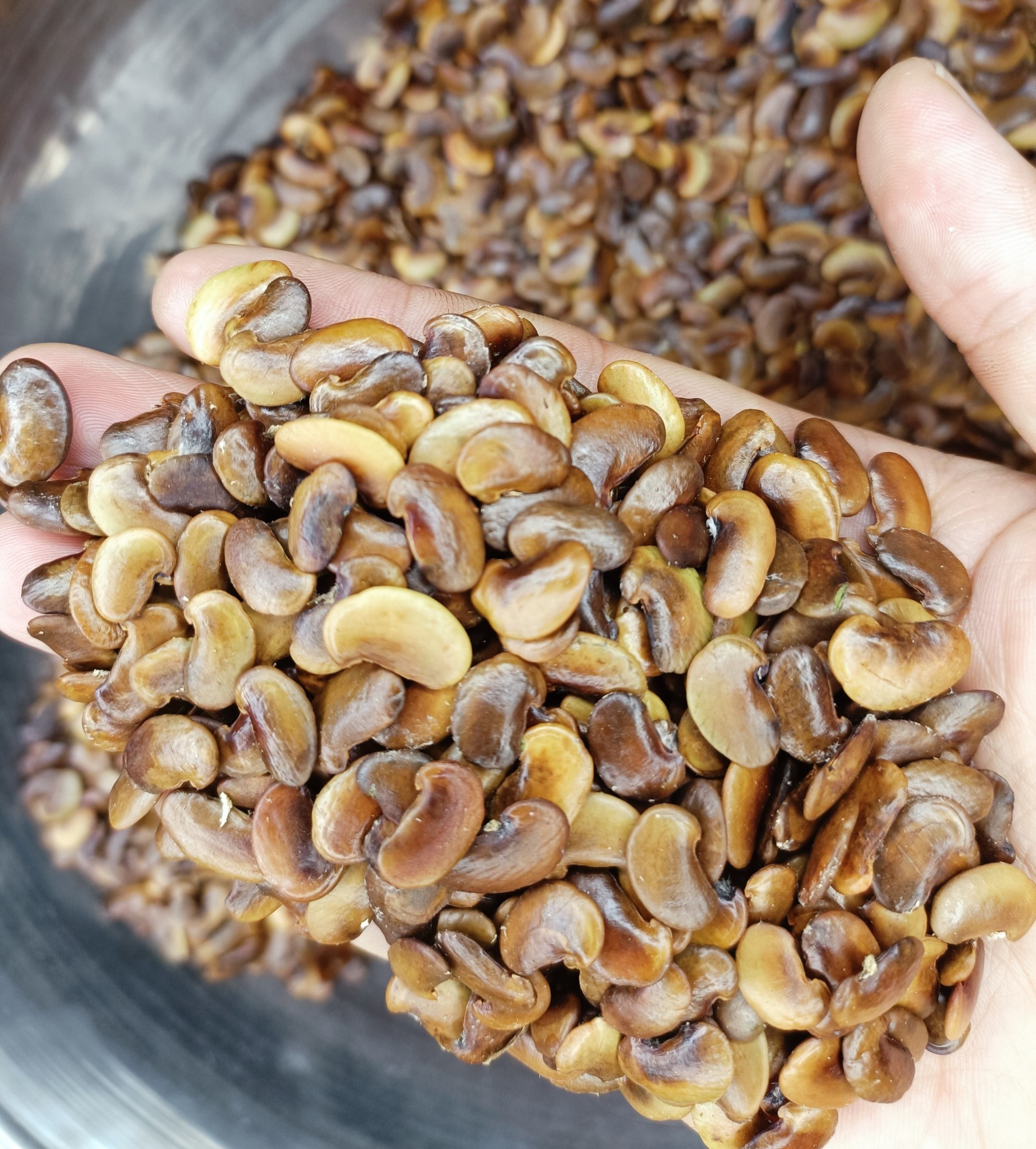 500 gram hạt giống sưa đỏ