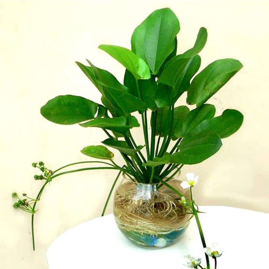 Cây cảnh đẹp trồng trong nhà - Bách thủy tiên, cây cảnh đẹp dễ trồng thích nghi mọi điều kiện khí hậu - cây cảnh và hạt