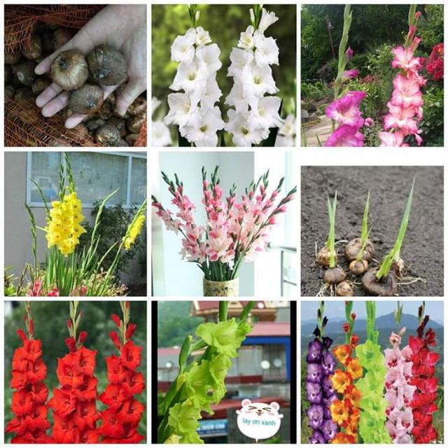 Củ Hoa Lay ơn nhập chuẩn, bông to, cành hoa dài, màu rực rỡ - Củ hoa Dơn Hà lan nhiều màu