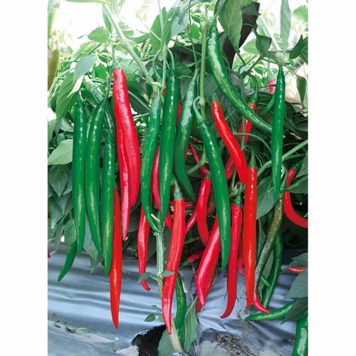 hạt giống ớt trái dài, ớt đậu đũa