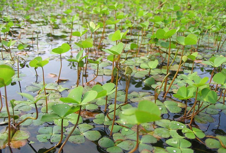 Rau bợ phơi khô 1 ký