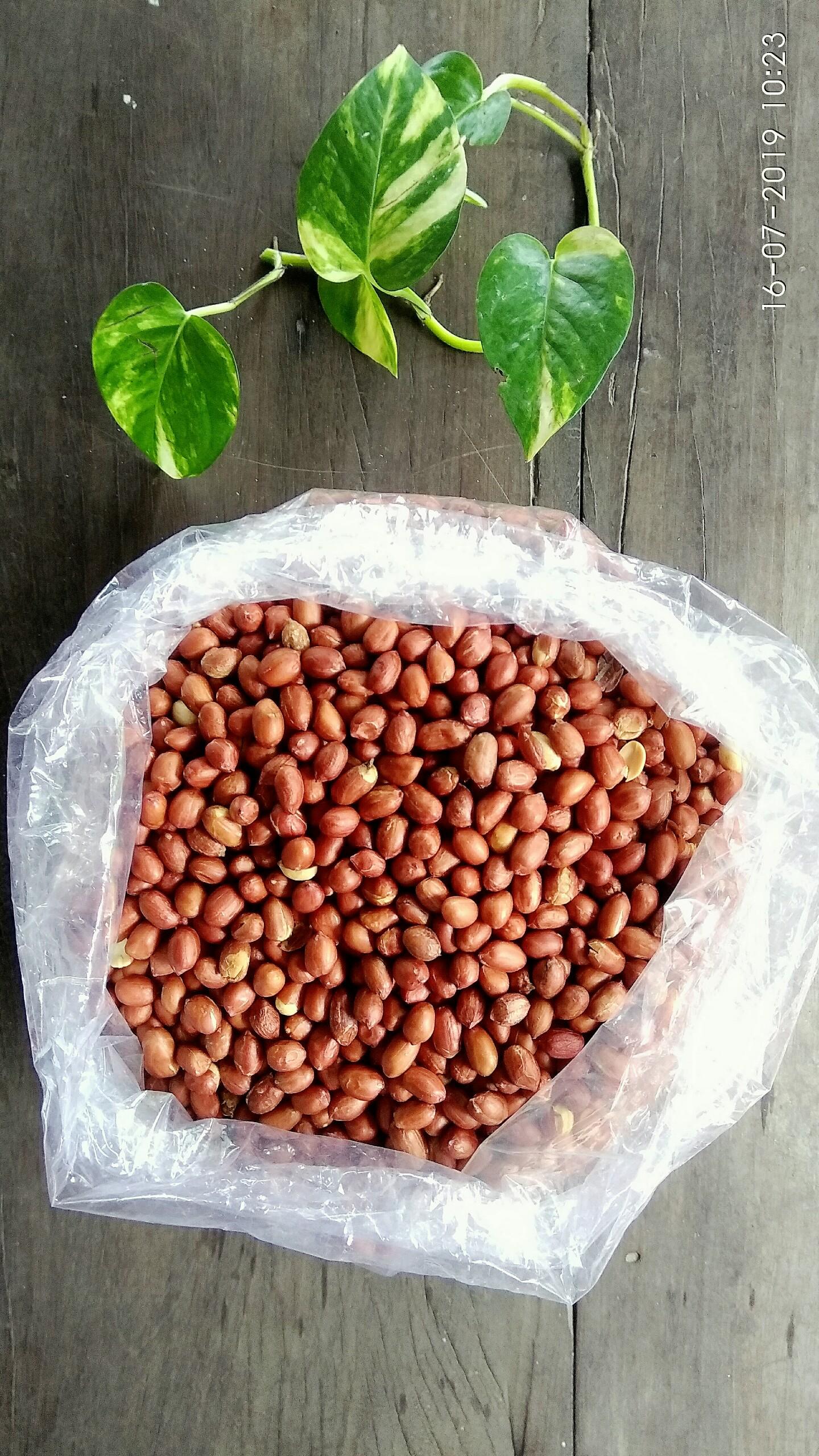 Đậu phộng rang sẵn còn vỏ lụa