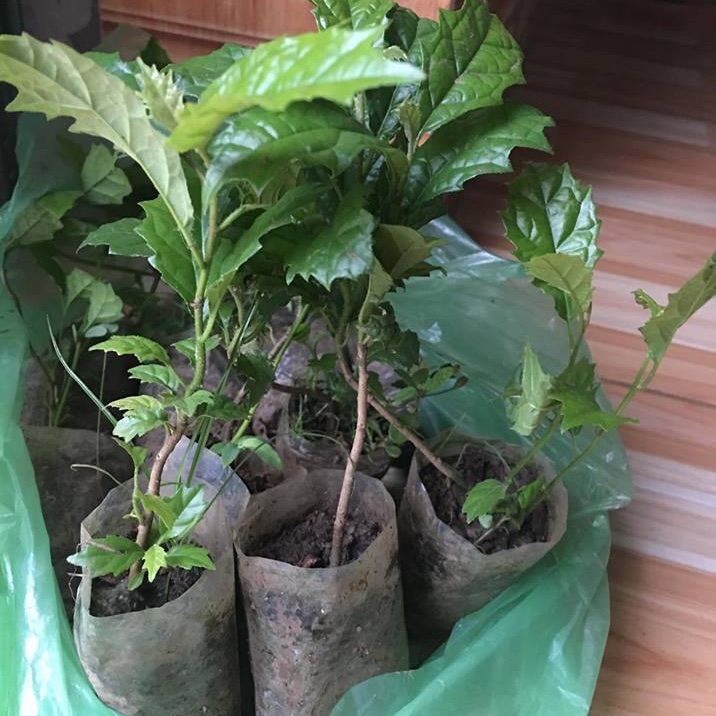 Cây giống xạ đen