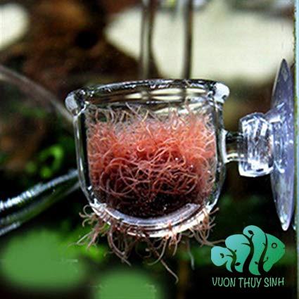 Cốc đựng giun, trùn chỉ thuỷ tinh