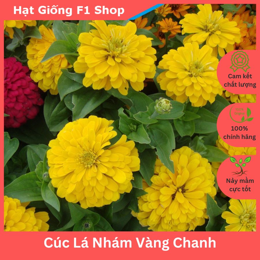 Hạt giống hoa cúc lá nhám vàng chanh