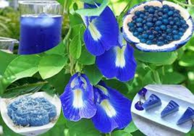 Hạt Giống Hoa Đậu biếc Túi 10 Hạt Chất Lượng Cao - Dễ Trồng.