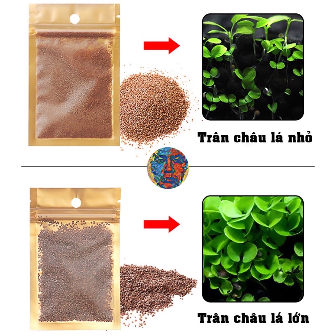 Hạt giống thuỷ sinh trân châu ngọc trai - lá to và lá nhỏ