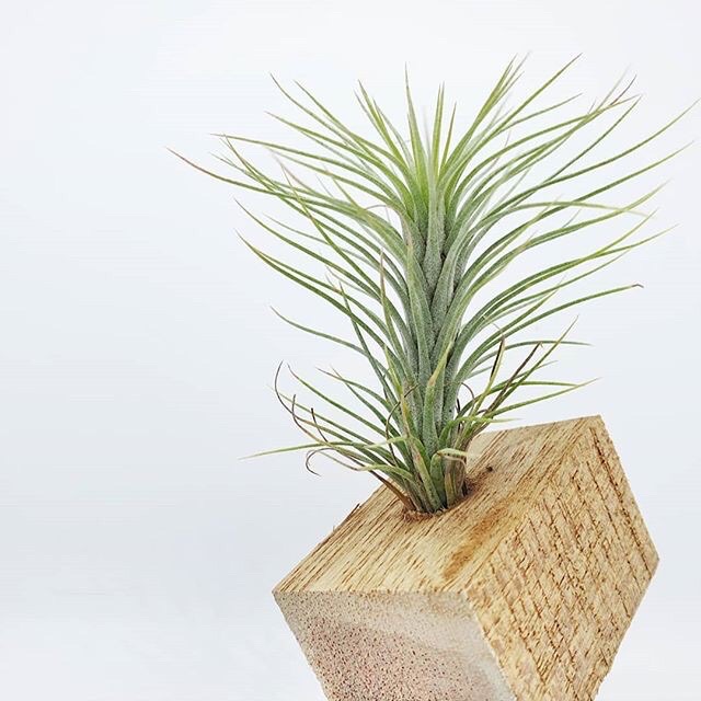 Cây không khí đuôi cáo