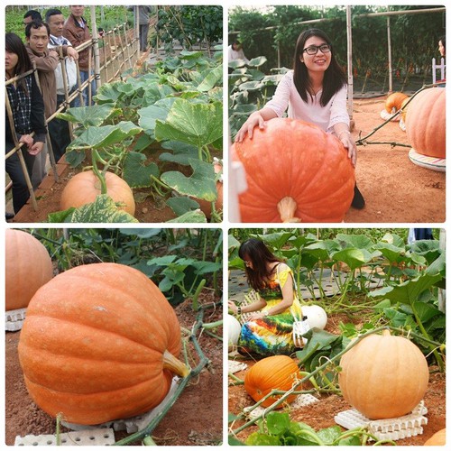 [GÍA GỐC] Hạt Giống Bí Ngô Khổng Lồ - 4 Hạt