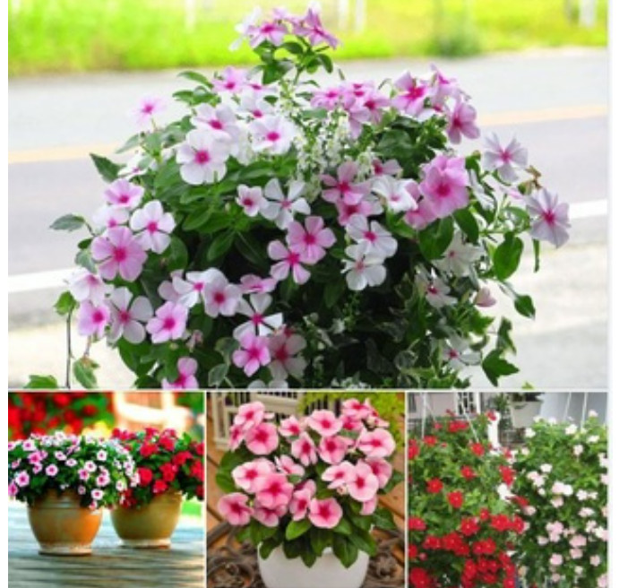 #Hạt giống dừa cạn đứng lùn mix màu