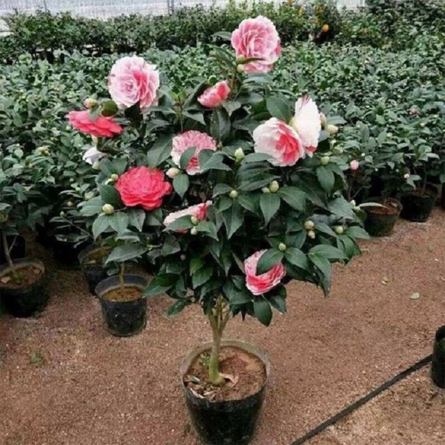 Combo 3 cây giống hoa trà my đỏ cung đình cổ