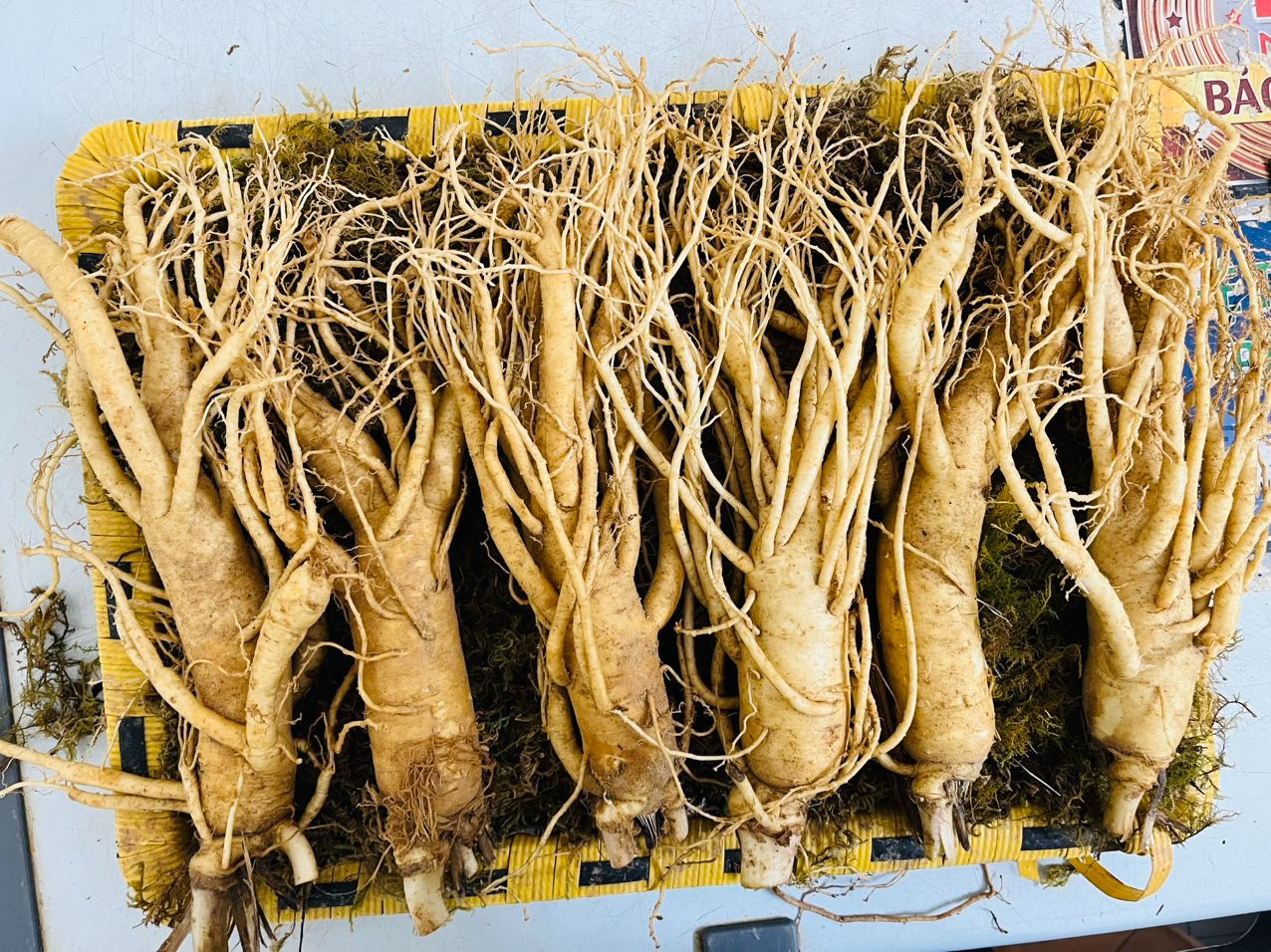 1kg nhân sâm tươi hàn quốc size 6 cú/kg - sâm tươi hàn quốc 6 năm tuổi