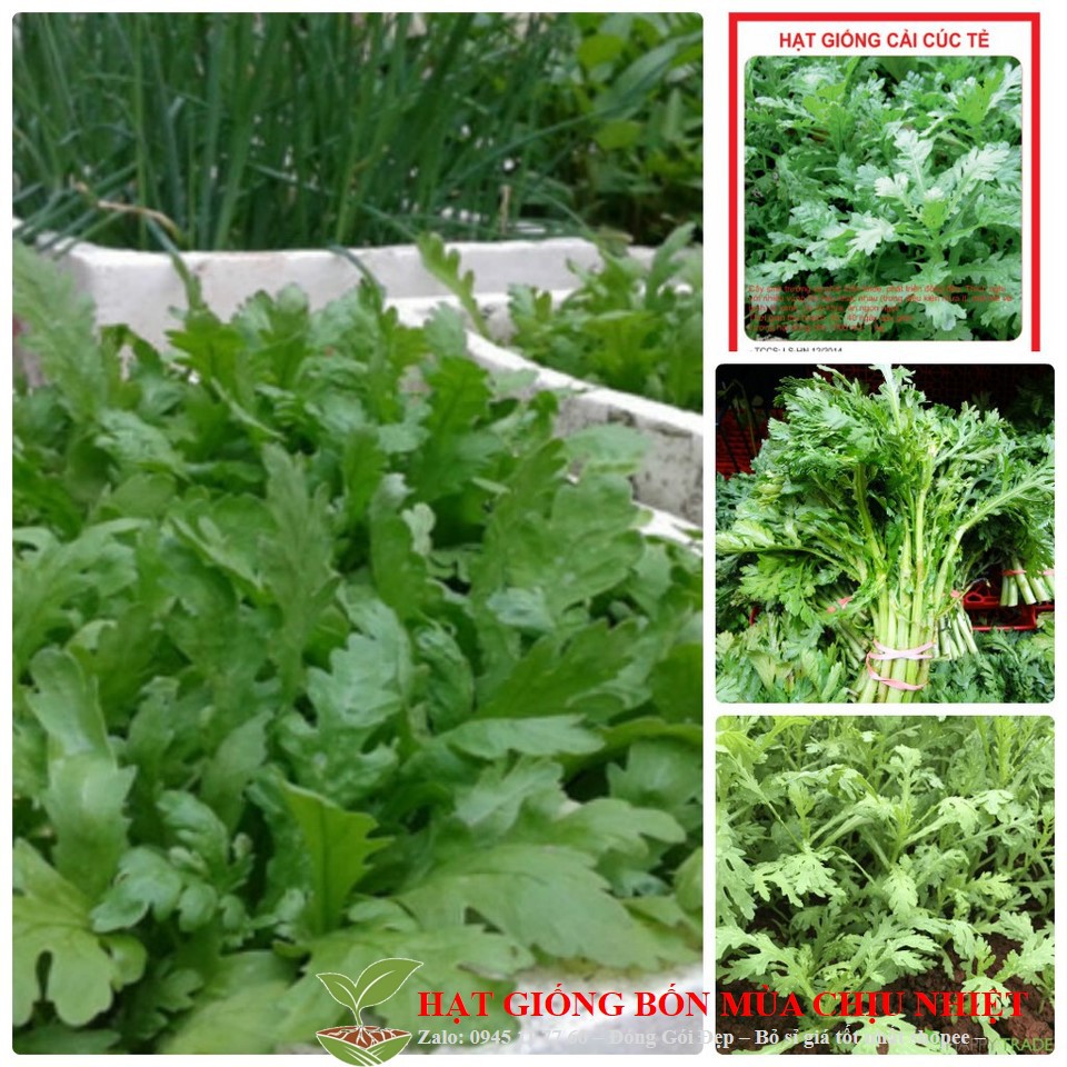 87A [Giá Gốc] Hạt Giống Rau Cải Cúc Tẻ - 50 Hạt Tách Gói Trồng Thùng Xốp