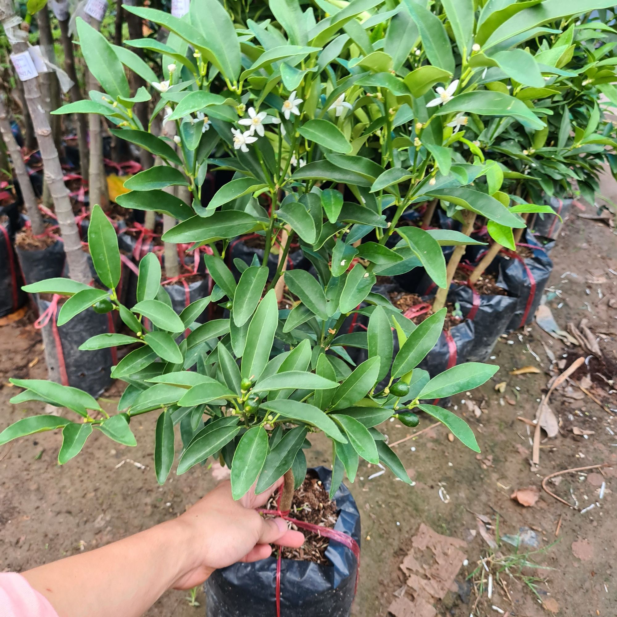 Cây quất ngọt