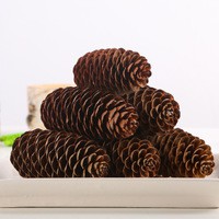 Đồ Chơi Cho Tép Cảnh,TRÁI ALDER CONES tạo môi trường tự nhiên, hạ pH