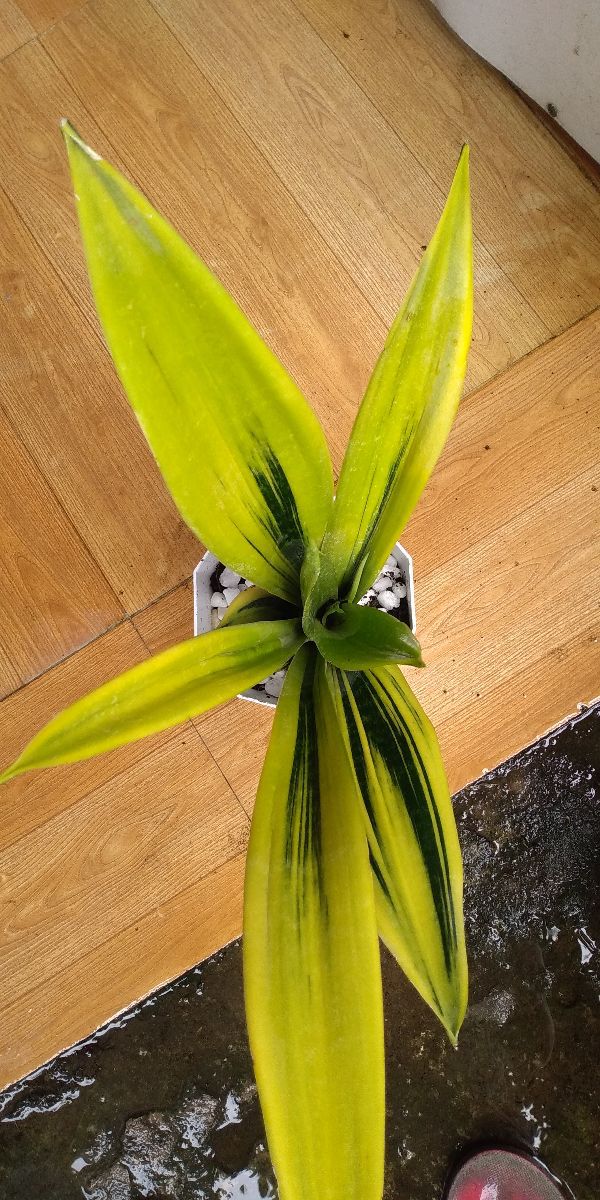 chậu lưỡi hổ hoàng kim, vàng lửa lọc bỏ các bức xạ từ máy tính, điện thoại, hấp thụ khí độc