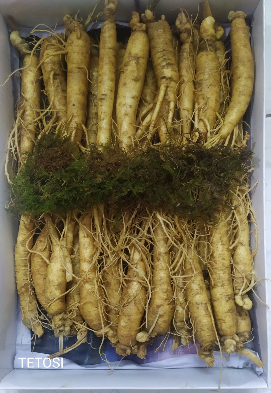 Sâm tươi hàn quốc hầm gà -1kg , giúp tăng cường sức đề kháng, nhân sâm tươi hàn quốc, sâm tươi ngâm mật ong, sâm tươi hầm gà, tetosi